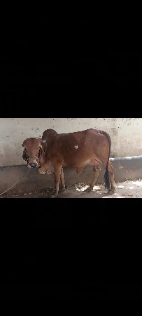 ગીર ગાય વેચવાની છે