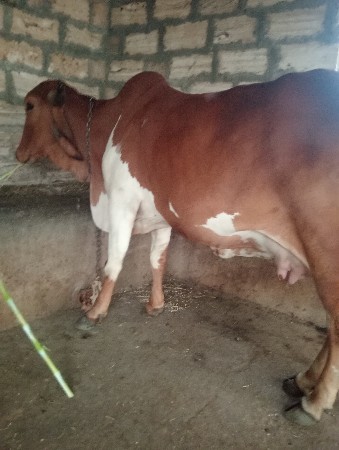 થંબનેલ 2