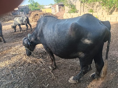 ભેંશ વેચવાની છે 3 ત્રિજુ વેતર છે