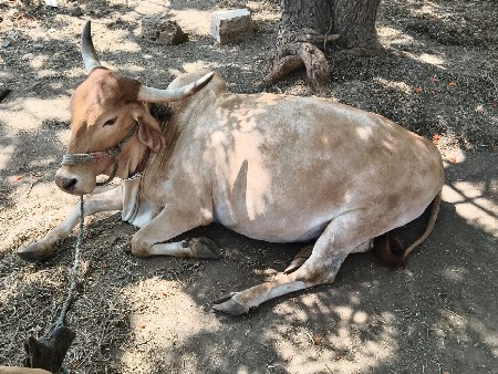 ગાય વેચવાની છે.