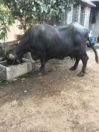 थंबनेल 3