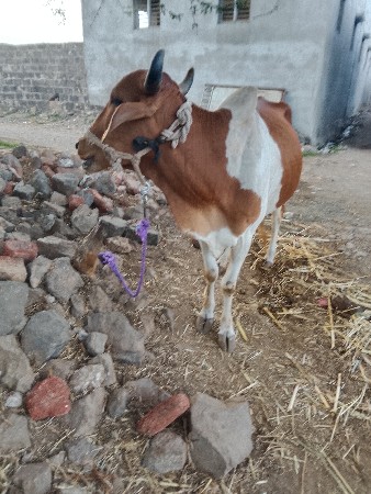 થંબનેલ 2