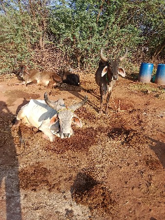 કાંકરેજ ગાયો‌ વેચવાની‌ છે
