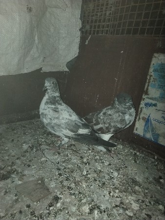 થંબનેલ 3