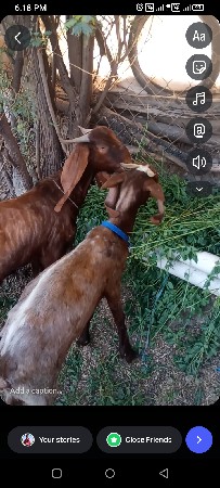 બે વર્ષ પુરા થયા છે બકરી ના