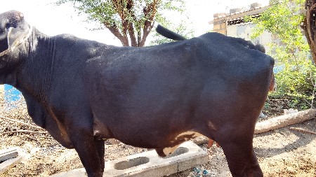 थंबनेल 2