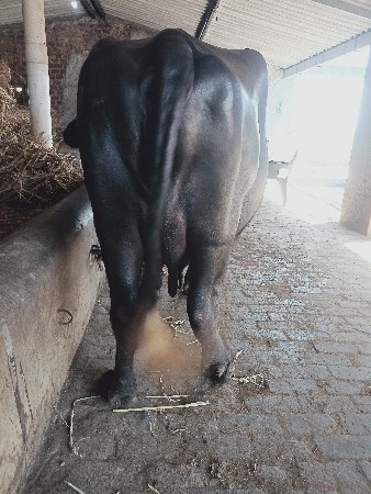 વૈચવાની