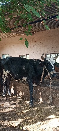 ગાય વેચવાની છે