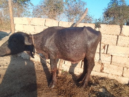 પાડો વેચવાનો છે