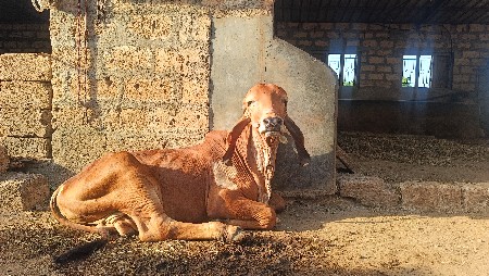 નંદી વેચવાનો છે