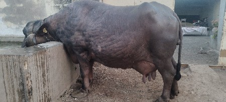 थंबनेल 2