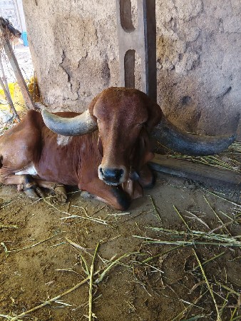 ગાય વેચવાની છે