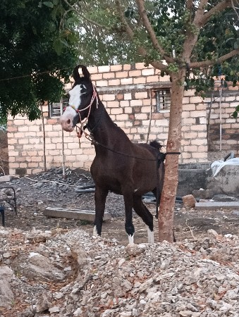 આ ધોડી વેસવાની સે સાટા કરવાના સે