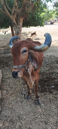 ત્રણ ઘરનો બળદ છે