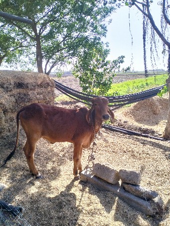 gir vasadi vechvani che.