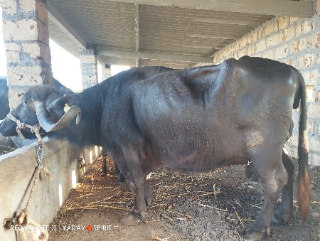 ભેંશ વેચવાની છે