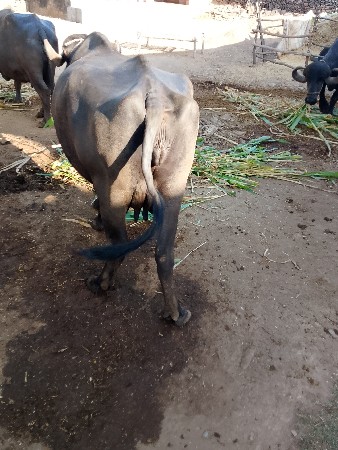 થંબનેલ 3