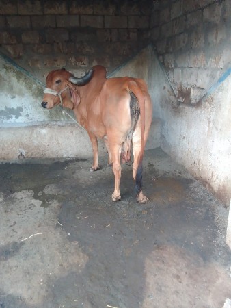 થંબનેલ 3