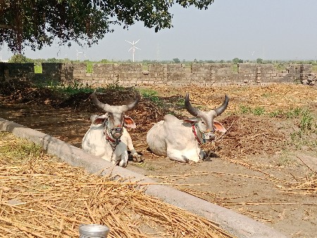 थंबनेल 3