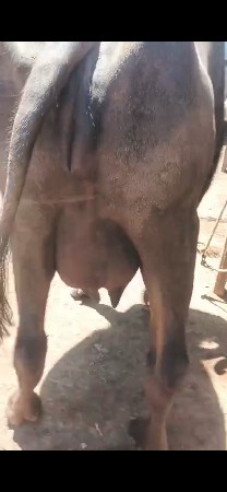 ભેશ વેચવાનિ છે પેલા વેતર નિ