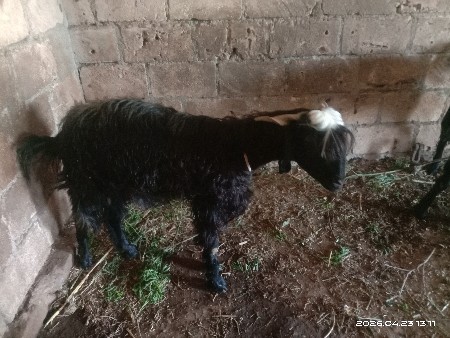 થંબનેલ 3