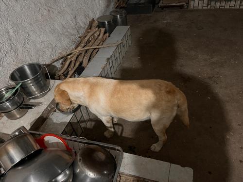 લેબરા ફીમેલ