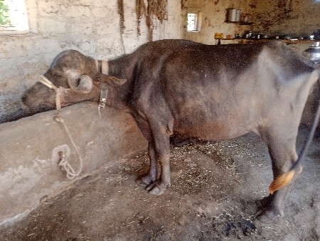 थंबनेल 3