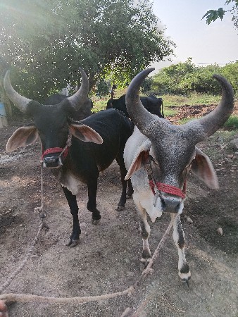 સાલસોજા