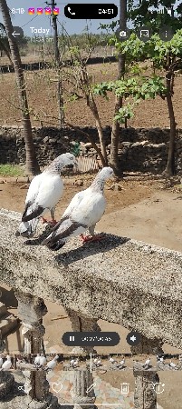 થંબનેલ 2