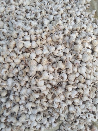 લસણ બેસવાનું સે 20 ગુની