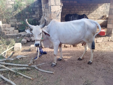 થંબનેલ 2