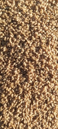 ઘઉં વેચવાના છે