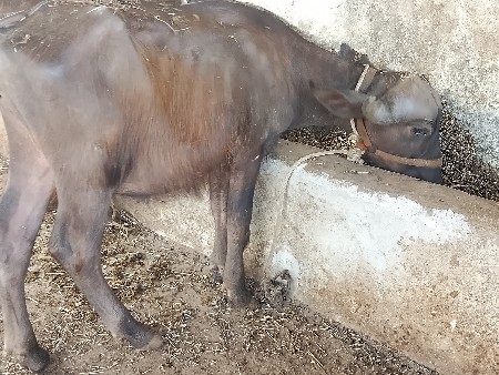 थंबनेल 3