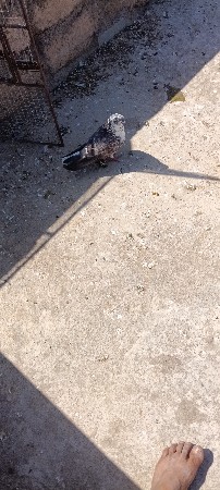 થંબનેલ 3