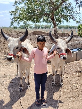 બળદ વેચવાના છે