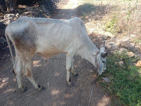 थंबनेल 3