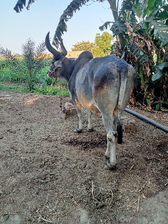 બળદ વેચવાનો છે
