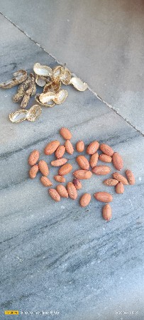 39 નંબર મગફળી