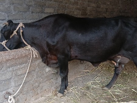 gir kros gay vechvani se