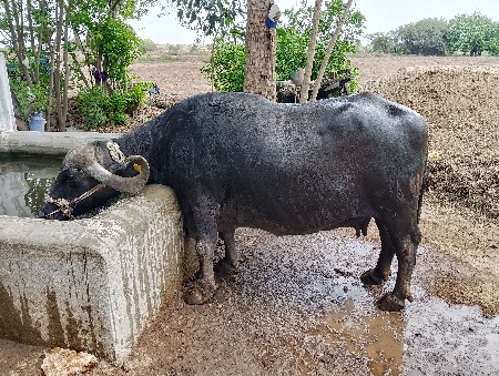 थंबनेल 2