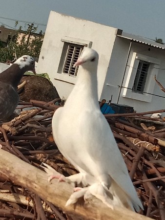 थंबनेल 3