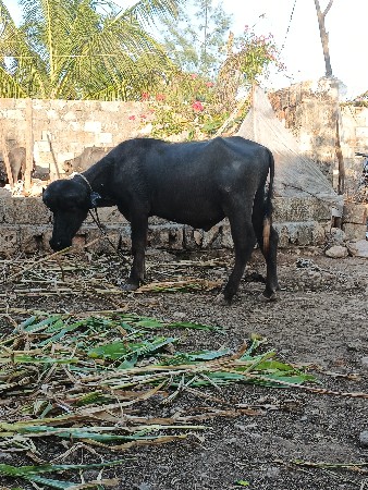 બે પાડા છે