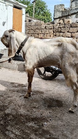 थंबनेल 2