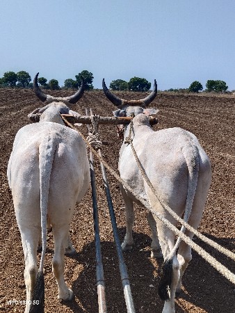 બળદ ગોઢલા વેચવાના છે