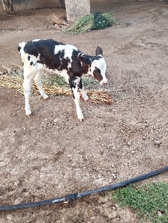 थंबनेल 3