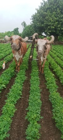 4 ધર ના છે