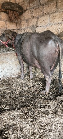 थंबनेल 3