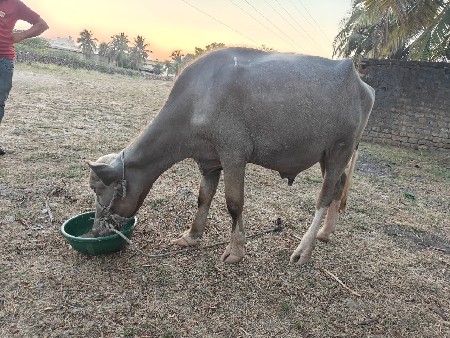 थंबनेल 2