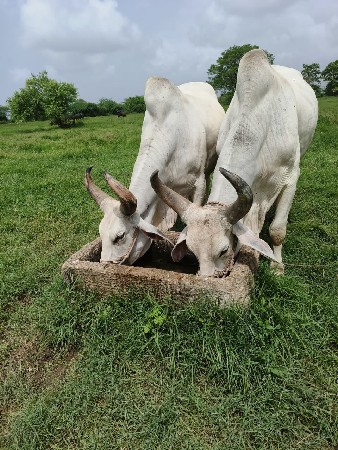 ગોઢલાવેશવાના છે ઍક વાવણી વાવે લછે