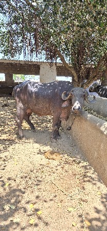 ભેંસ વેચવાની છે